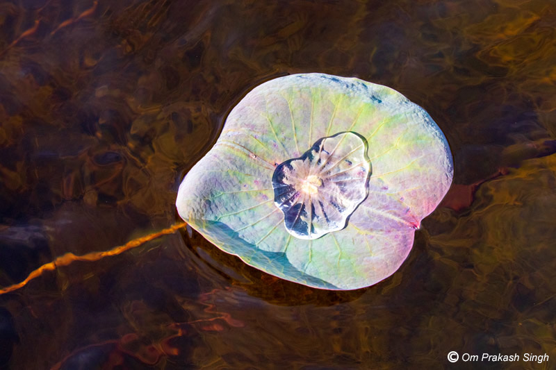 A beautiful green art piece - a lotus leaf with water helps improve mental health in Kanwar Lake, Begusarai district, Bihar